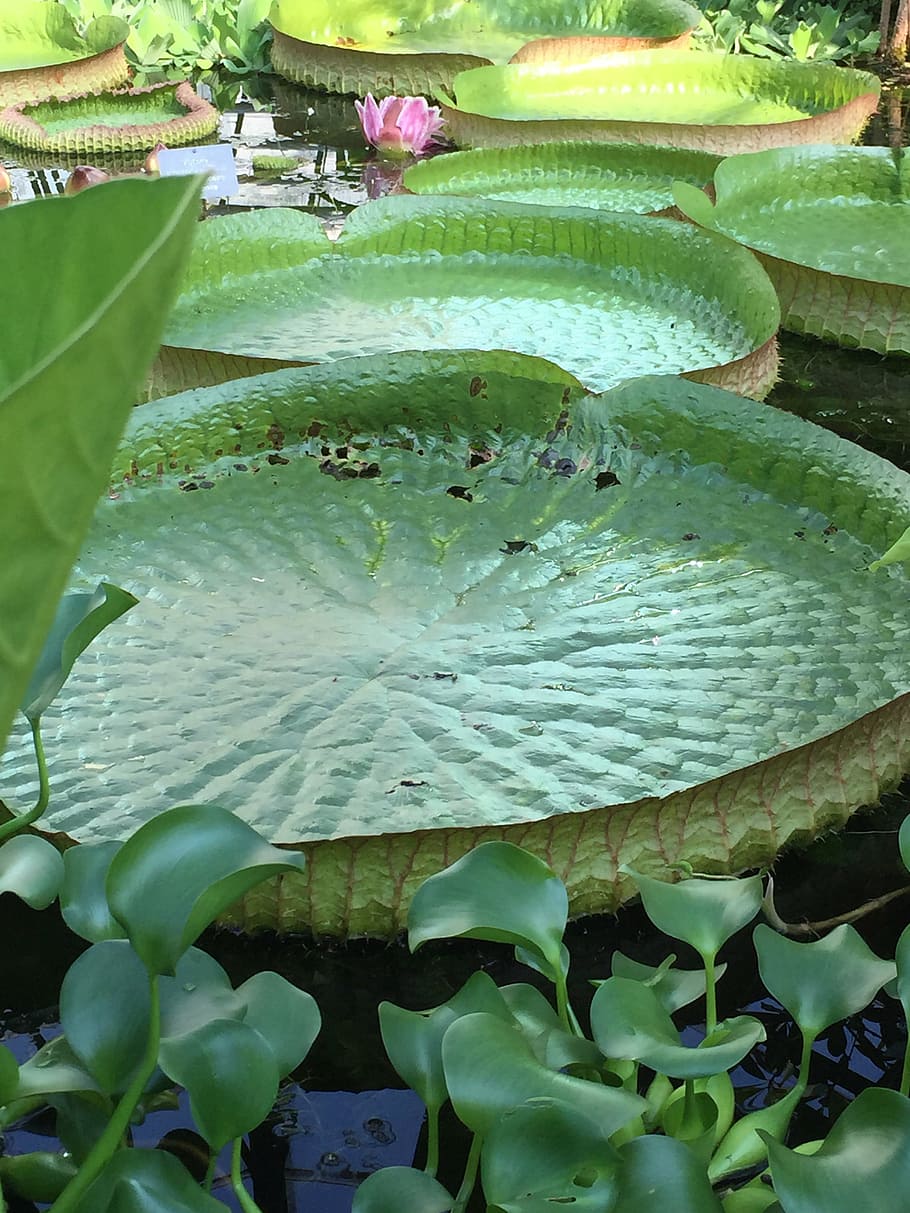 lilly leaf, green, botany, water, pond, natural, waterlily HD wallpaper