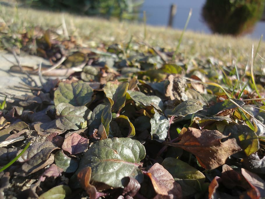 grass, foliage, nature, sheet, green, lawn, leaf, plant part HD wallpaper