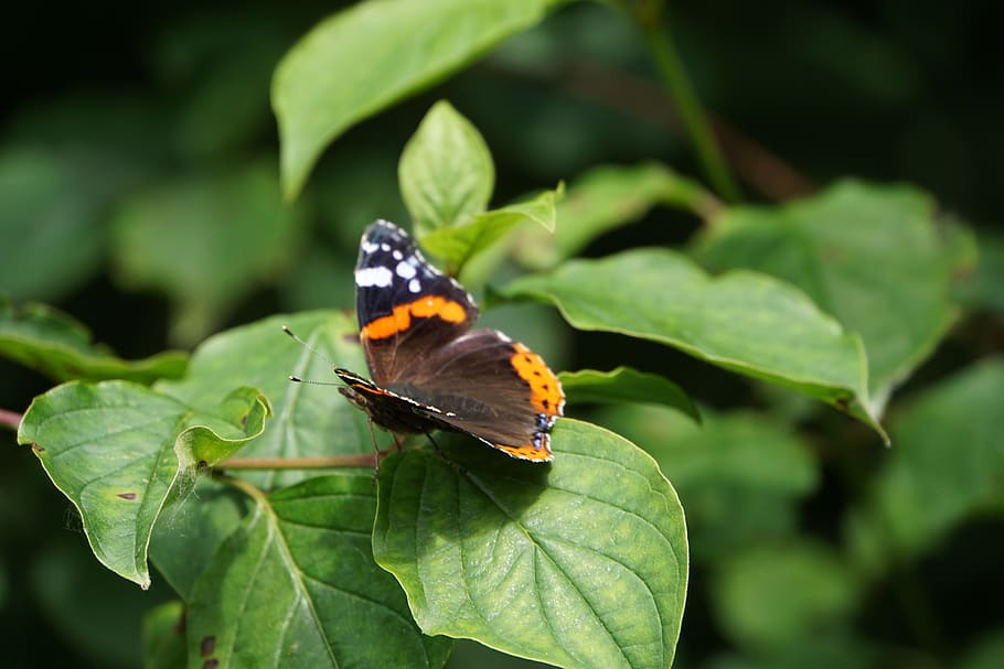 butterfly, leaf, insect, plant part, invertebrate, animal wildlife HD wallpaper