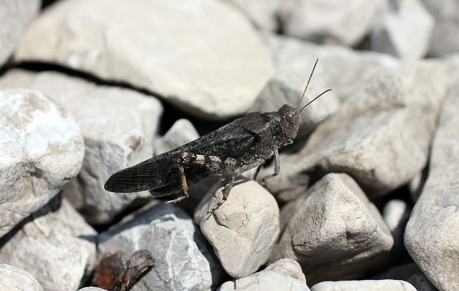 red winged buzzing insect, grasshopper, grey, solid, rock, rock - object HD wallpaper