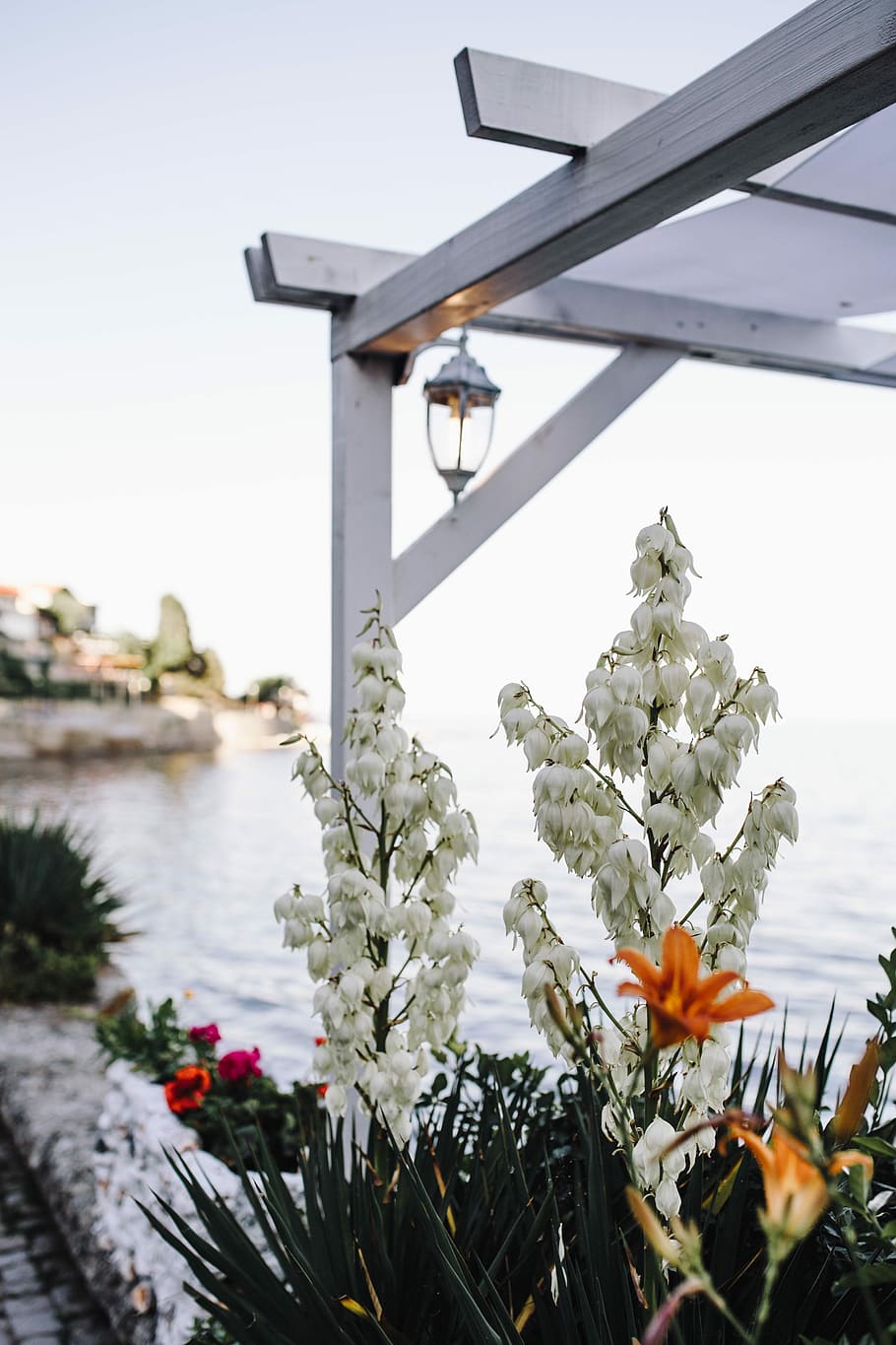 Bushes of the blossoming yucca, summer, flowers, flora, white HD wallpaper