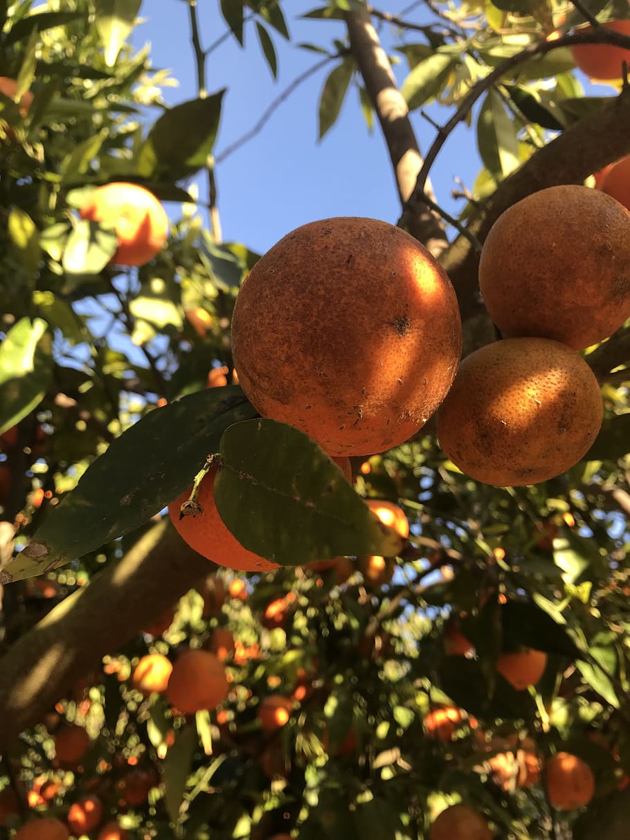 fruit, tree, food, branch, leaf, citrus, orange, organic, green HD wallpaper