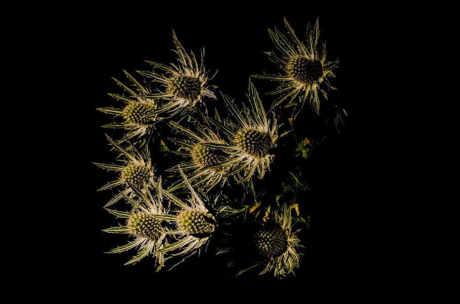 Thistle, Plant, Decoration, Shadow, close-up, seasons, autumn HD wallpaper