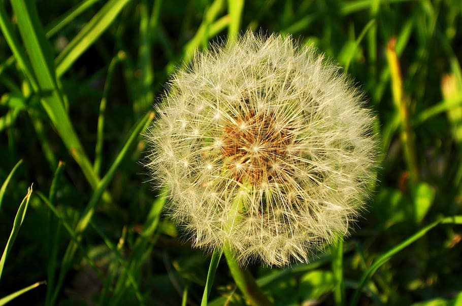 dandelion, nature, plant, flower, fragility, freshness, vulnerability HD wallpaper