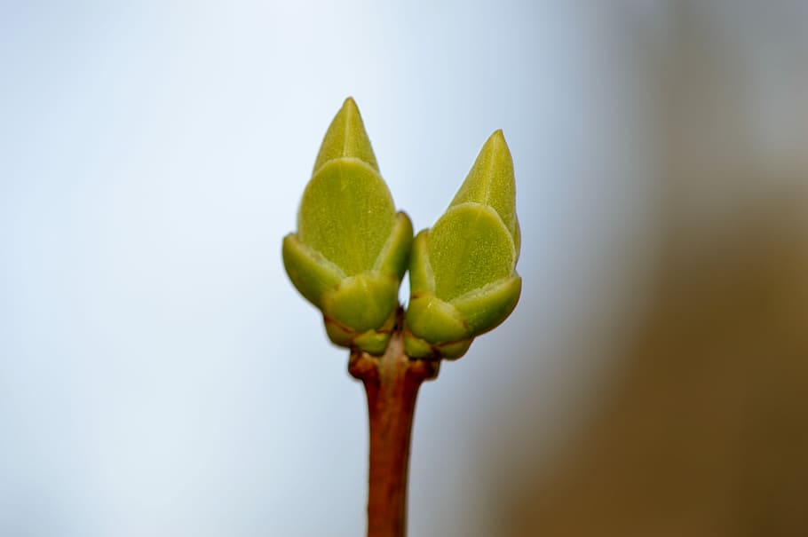 Blossom, Bloom, Nature, Plant, bud, close, spring, growth, leaf HD wallpaper