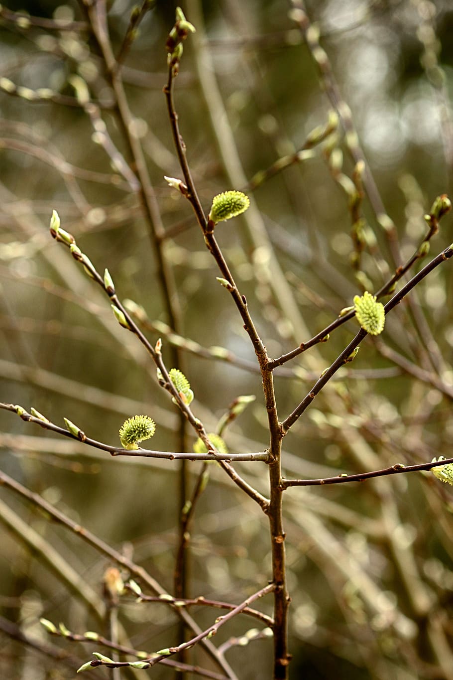 flora, nature, tree, branch, outdoors, spring, plant, growth HD wallpaper