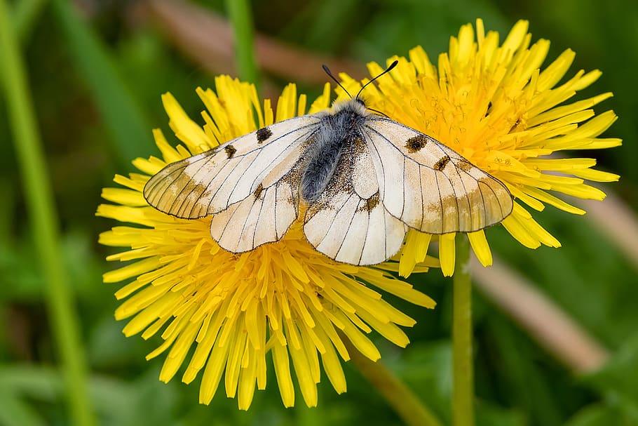 dandelion, butterfly, flower, spring, yellow, insect, plant HD wallpaper