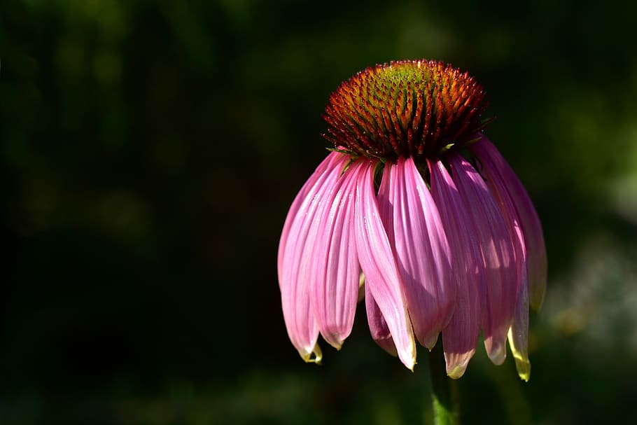 close-up photo of pink coneflower, sun hat, blossom, bloom, nature, HD wallpaper