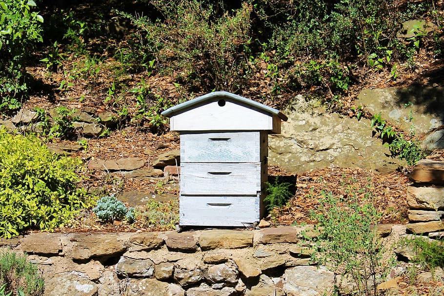 hive, beekeeping, garden, blue hive, beekeeper, day, plant HD wallpaper