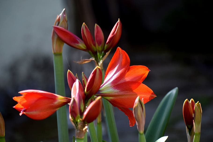 nature, flower, flora, summer, leaf, tulip, outdoors, garden HD wallpaper