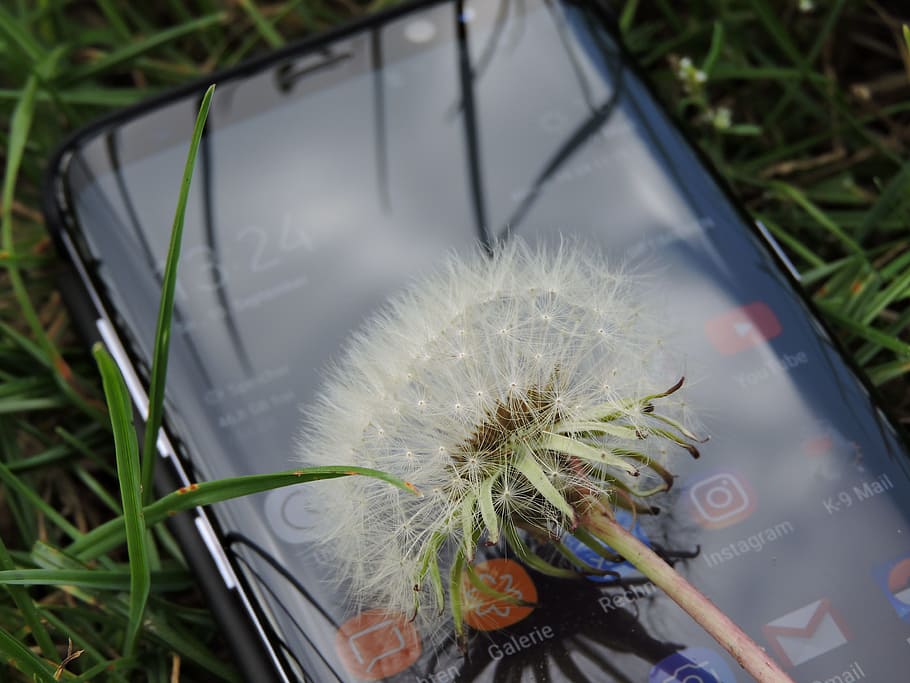 nature, technology, mobile phone, mirroring, smartphone, samsung HD wallpaper