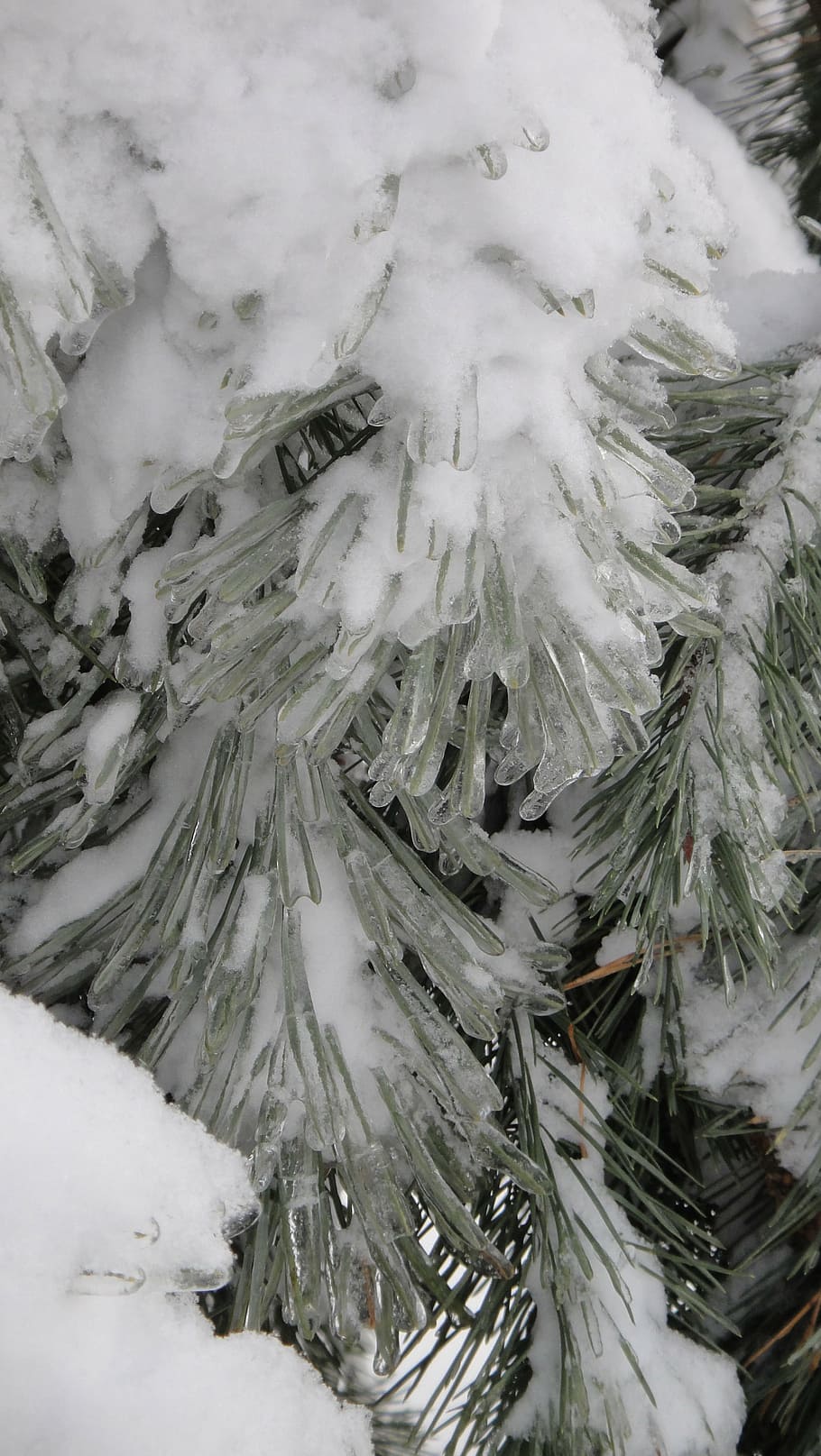 winter, cold, frost, snow, snowflakes, nature, forest, russia HD wallpaper