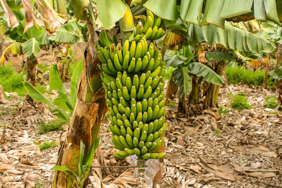 banana, fruit, food, plant, tropical, banana plant, banana shrub, HD wallpaper