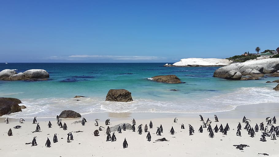 flock of penguins on seashore, beach, tropical, sand, white, water, HD wallpaper