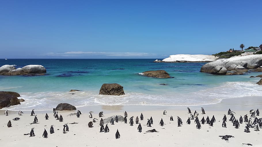 flock of penguins on seashore, beach, tropical, sand, white HD wallpaper