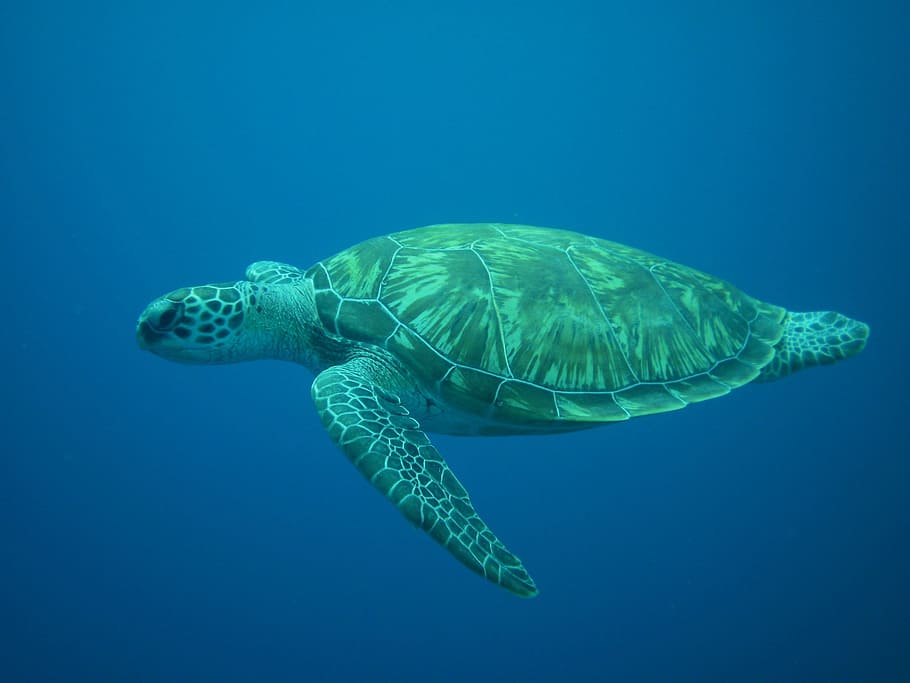 swimming brown and green turtle, ocean, diving, sea, underwater HD wallpaper