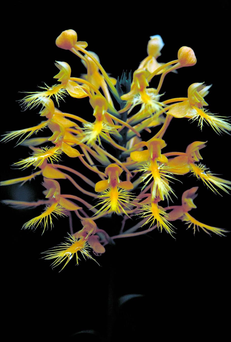 flowers, blossoms, yellow, small, cluster, black background HD wallpaper