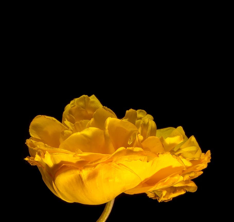 blossom, bloom, flower, yellow, studio shot, black background HD wallpaper