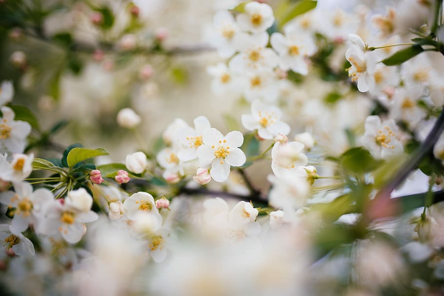 photo of white flowering tree, selective focus photography of tree blossom HD wallpaper