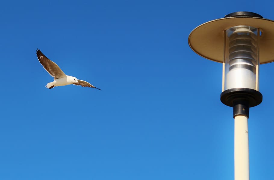 Gull, Fly, Lantern, Sky, Blue, Blue, Wing, clear sky, flying HD wallpaper