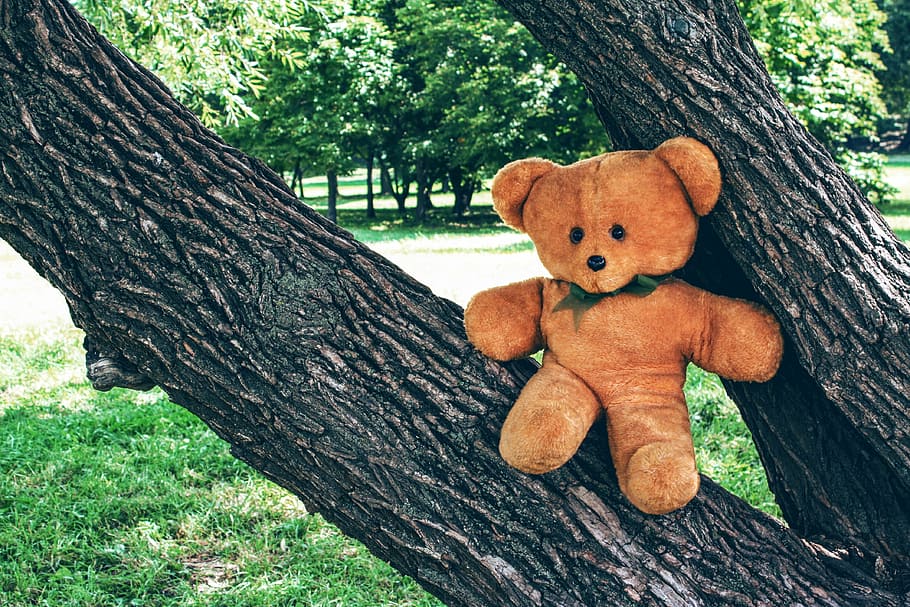 bear, teddy, toy, soft, childhood, tree, outdoors, park, stuffed, HD wallpaper