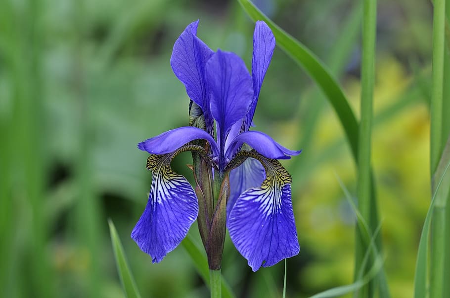 iris, lily, flower, plant, wild flower, blossom, bloom, blue HD wallpaper