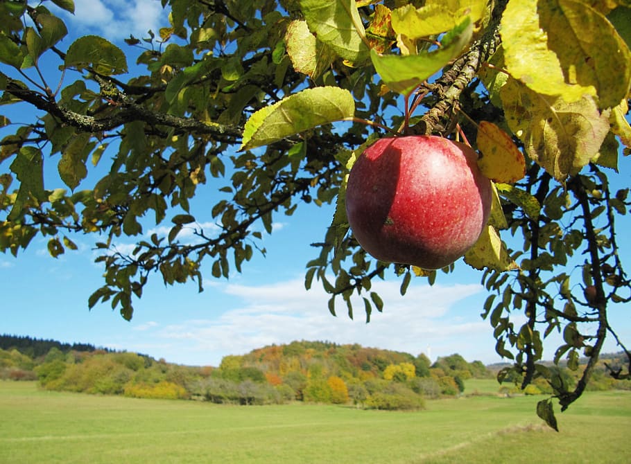 apple, bio, fruit, healthy, food, red, of course, frisch, leaves HD wallpaper