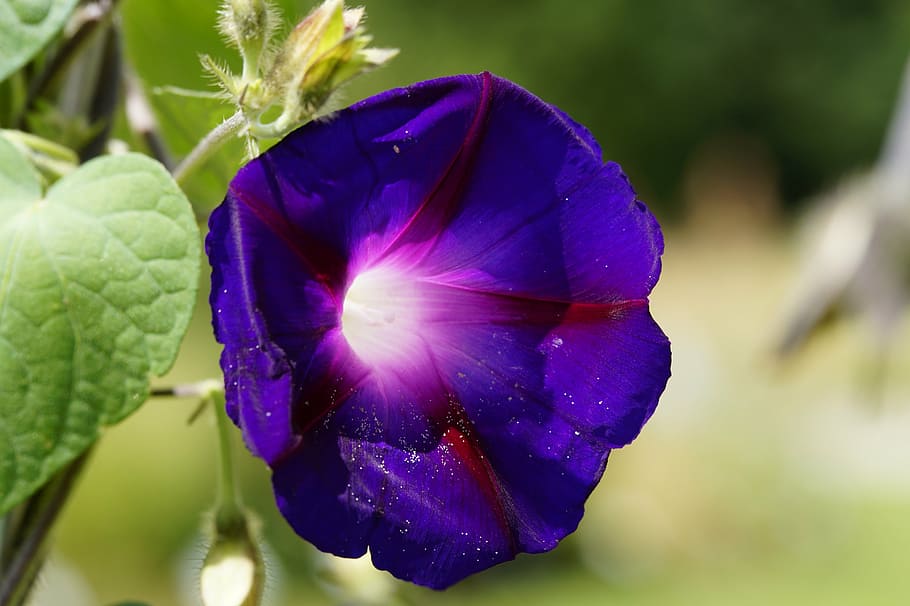 superb thread, violet, summer flower, climber, morning glory HD wallpaper