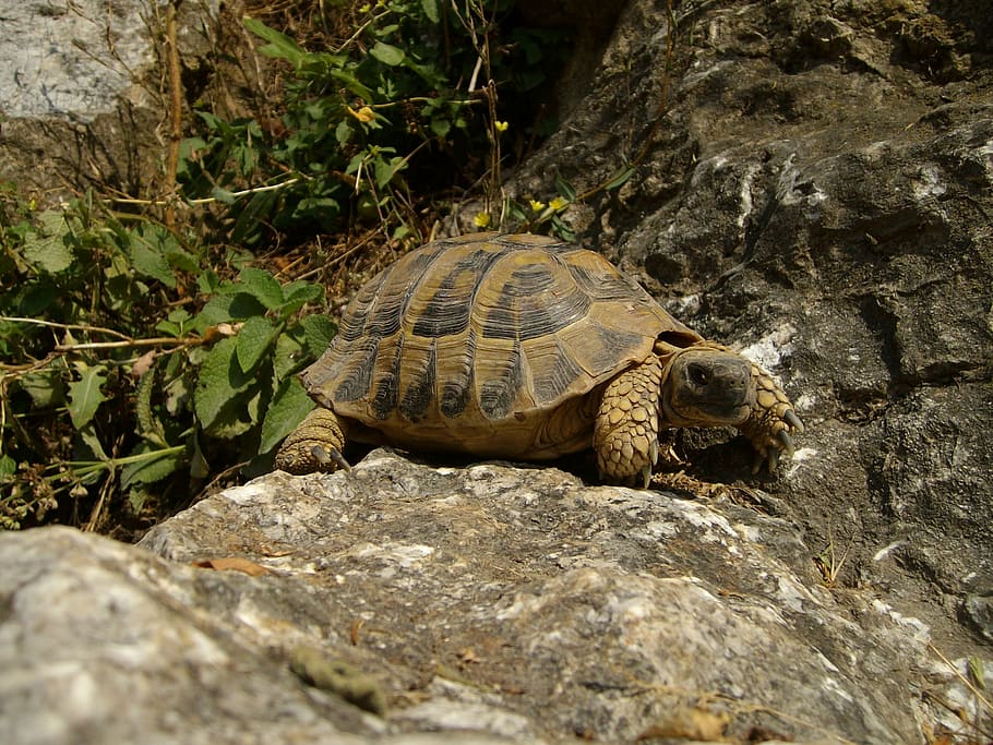 turtle, rocks, nature, animal, reptile, animal themes, animal wildlife HD wallpaper