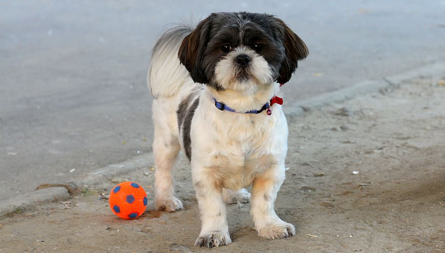 dog, play, ball, pet, white, black, cute, domestic, mammal HD wallpaper