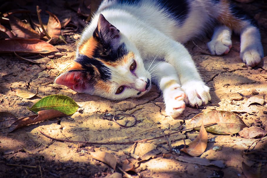 cat, kitten, cute, pets, white, black, orange, shadow, autumn leaves HD wallpaper