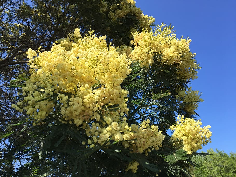 mimosa, tree, flower, plant, growth, flowering plant, yellow HD wallpaper