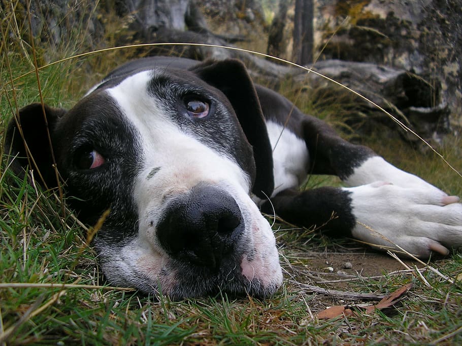 dog, resting, cute, face, head, close up, staffordshire bull terrier HD wallpaper