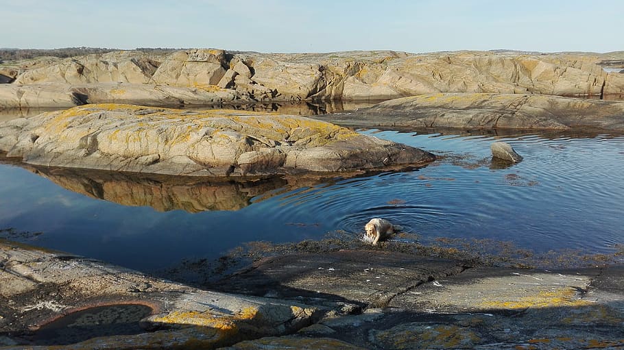 archipelago, water, landscape, animal themes, animal wildlife HD wallpaper