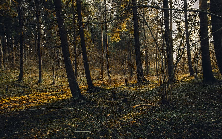 trees at forest during daytime, forest trees, sunlight, woodland HD wallpaper