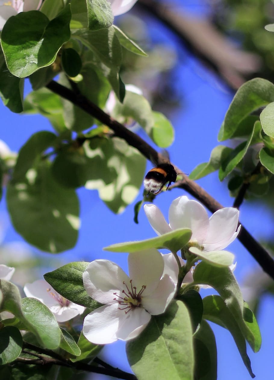 spring, flower, flowers, sunshine, spring flower, snowdrop HD wallpaper