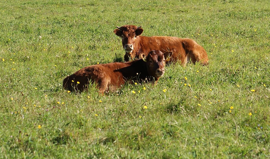 cows, animal, cattle, mammals, animal themes, field, grass HD wallpaper