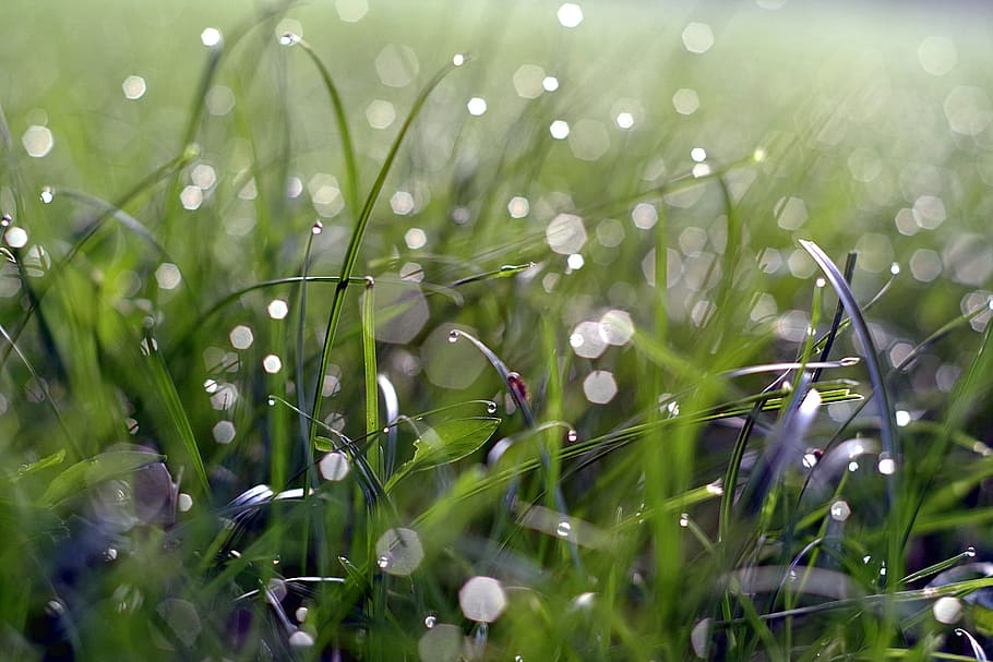 Grass, Blade, Glow, Dawn, Morning, rosa, green, nature, drops HD wallpaper