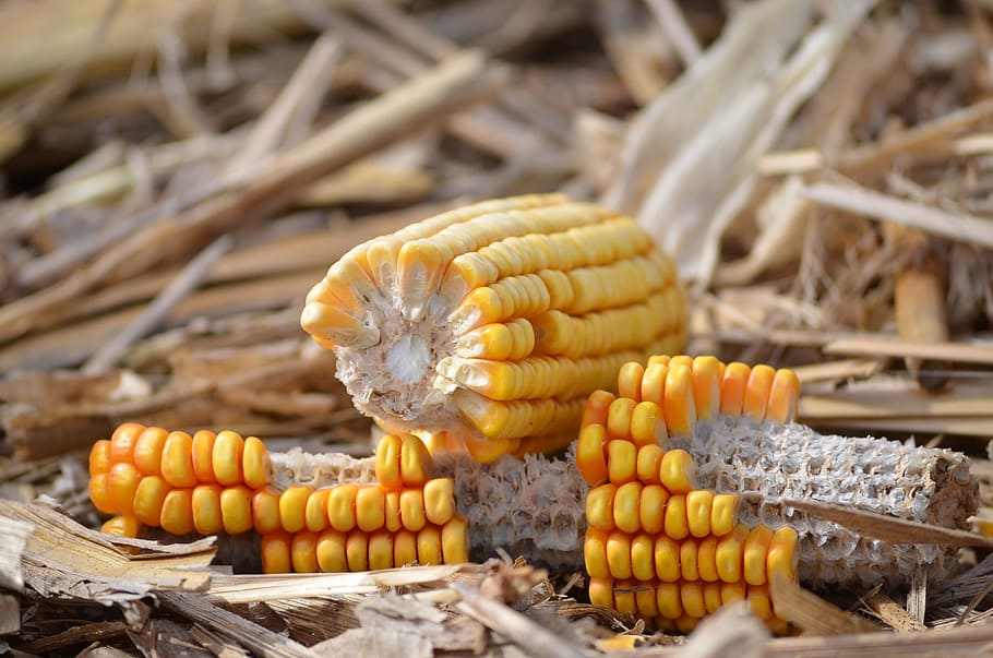 corn, field, nature, food, food and drink, vegetable, healthy eating HD wallpaper