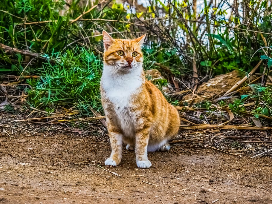 cat, stray, eyes, face, kitten, tabby, curious, kitty, portrait HD wallpaper