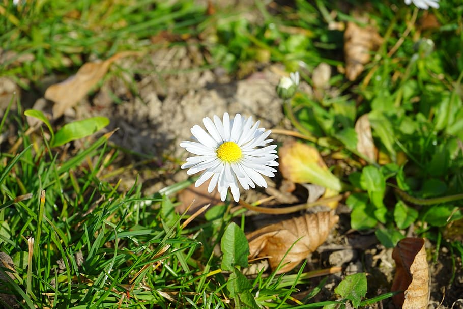 daisy, flower, blossom, bloom, white, bellis philosophy, multiannual daisy, HD wallpaper