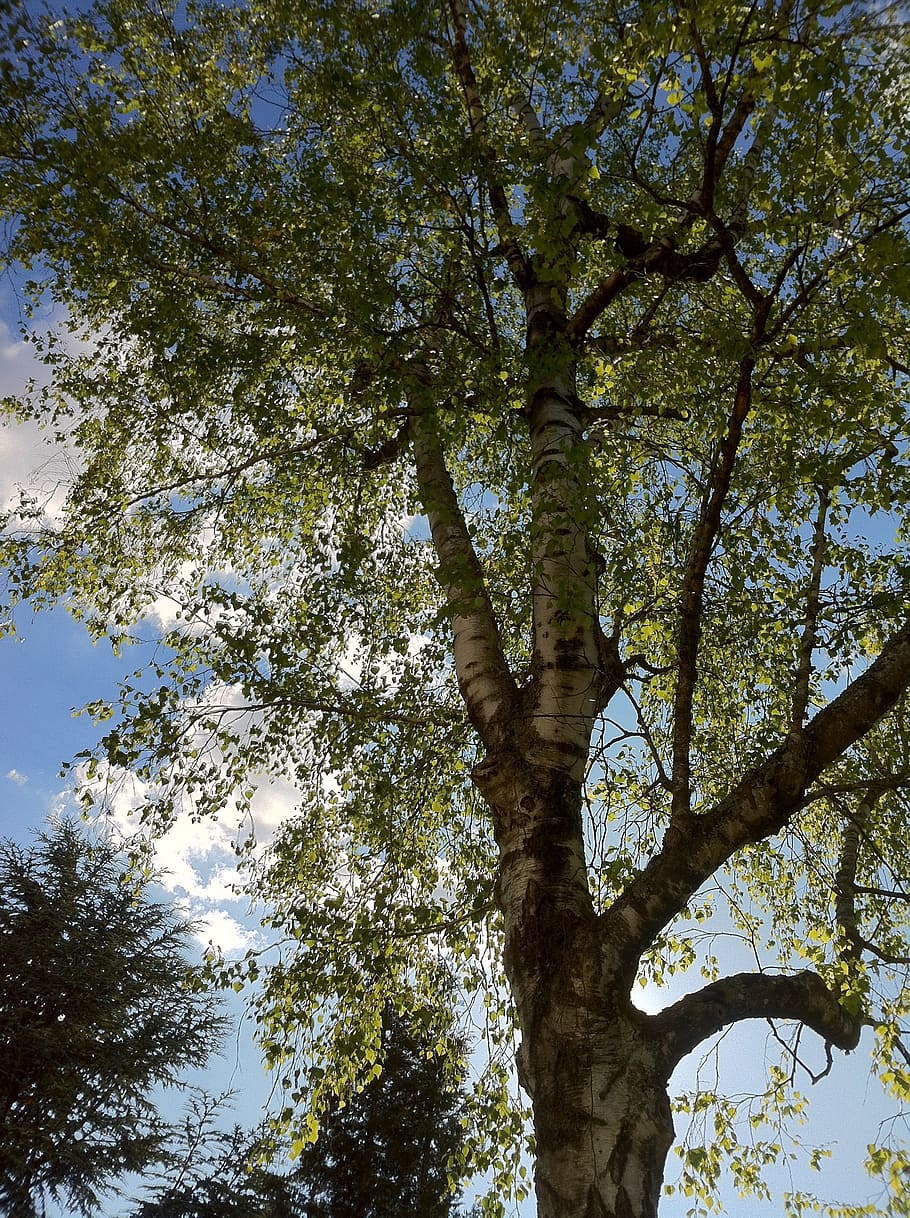 birch, birch tree, sky, clouds, blue, white, green, leaves HD wallpaper