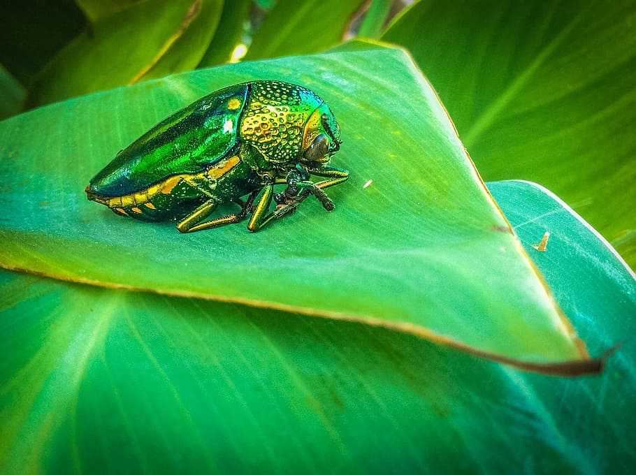 insects, ruby, ruby bug, autumn leaves, the island, green, leaf HD wallpaper
