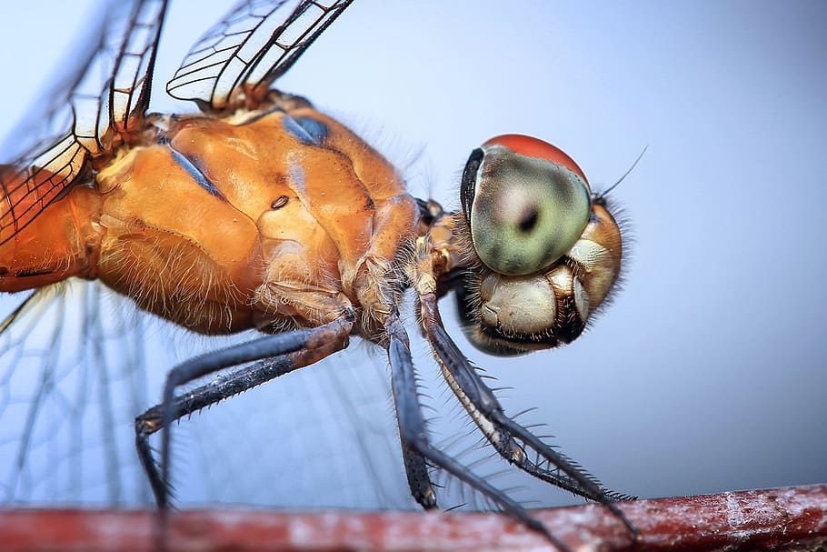 brown and green dragonfly close up photography, insect, odonata HD wallpaper