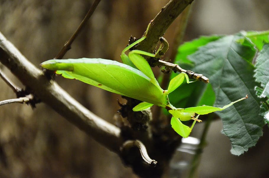 praying mantis, animal, leaf, camouflage, plant part, green color HD wallpaper
