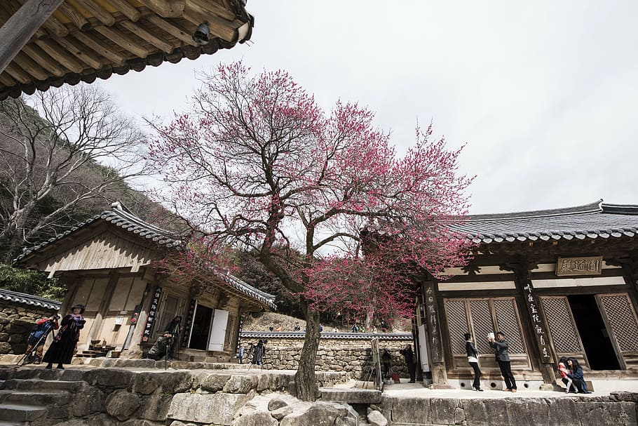 hwaeomsa, jiri, temple, architecture, tree, built structure HD wallpaper