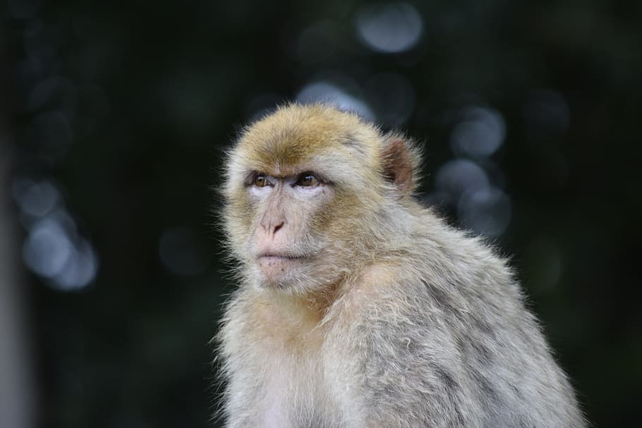 monkey, animal, mammal, prosimians, species of primate, cute HD wallpaper