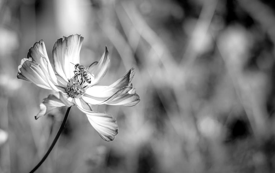 flower, bee, honey, nature, fly, garden, bug, summer, flowering plant HD wallpaper