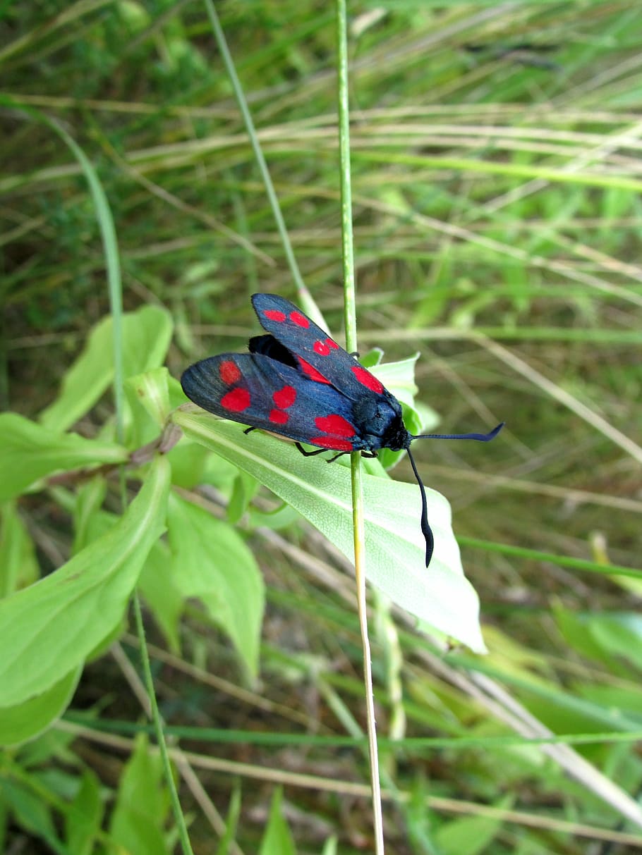 butterfly, six moth, insect, animals, nature, butterfly - Insect HD wallpaper