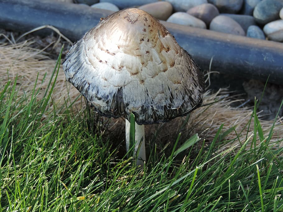 toadstool, fungi, forest, nature, inedible, plant, grass, land HD wallpaper